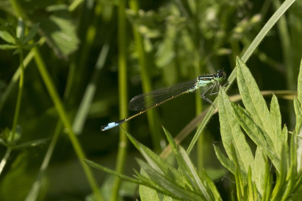 Platycnemis pennipes ?  Platycnemis pennipes e Ischnura elegans