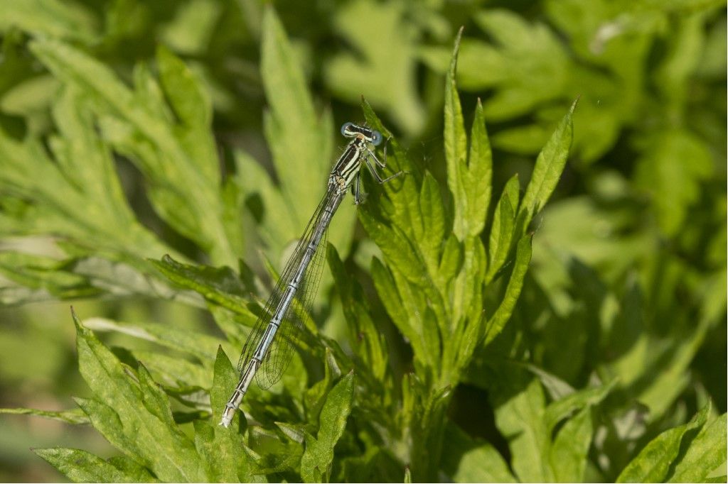 Platycnemis pennipes ?  Platycnemis pennipes e Ischnura elegans