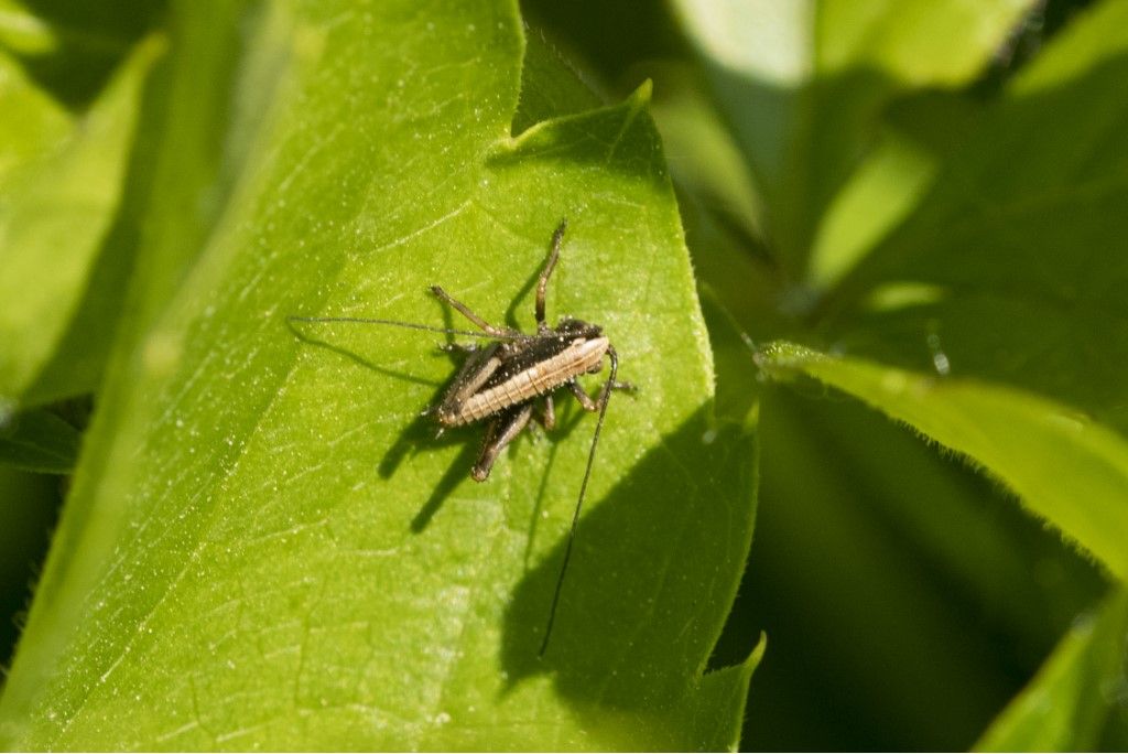 Neanide di Yersinella raymondi ? No,  cfr. Eupholidoptera sp.