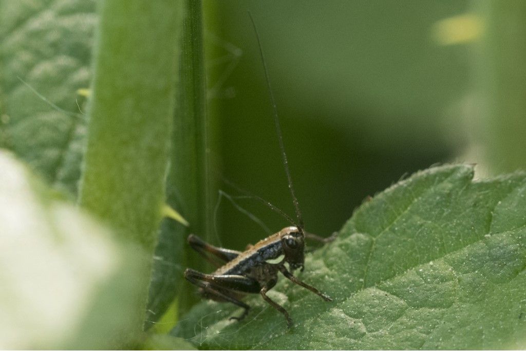 Neanide di Yersinella raymondi ? No,  cfr. Eupholidoptera sp.