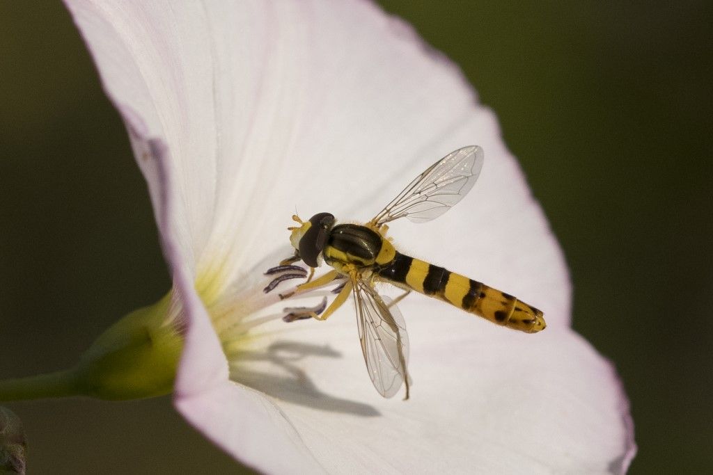 Sphaerophoria scripta ? Sphaerophoria sp. e Syrphidae sp.