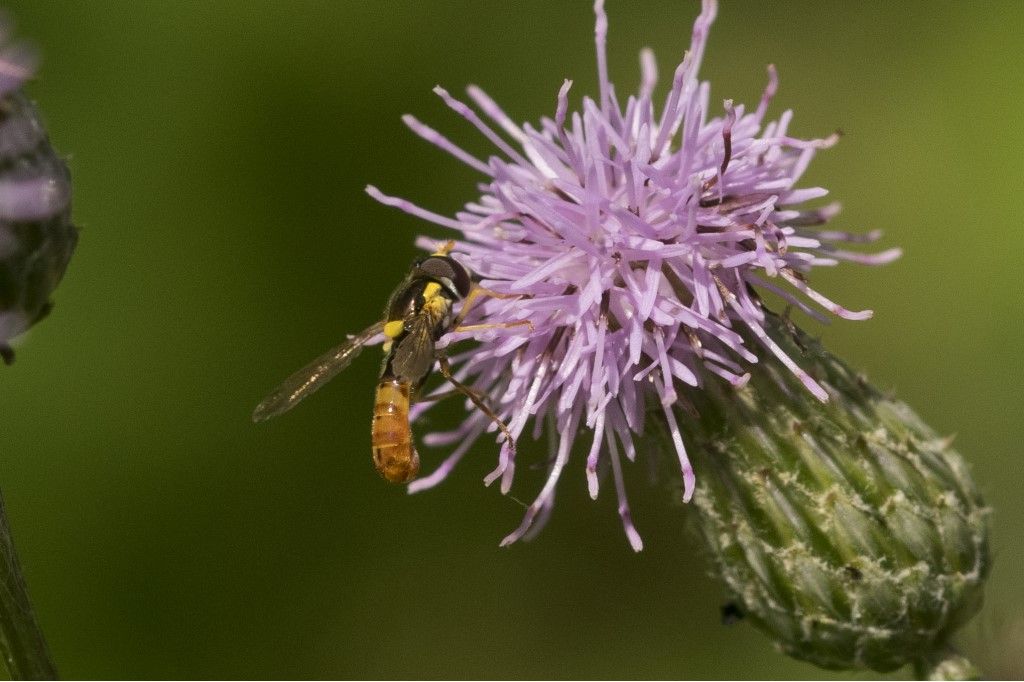 Sphaerophoria scripta ? Sphaerophoria sp. e Syrphidae sp.