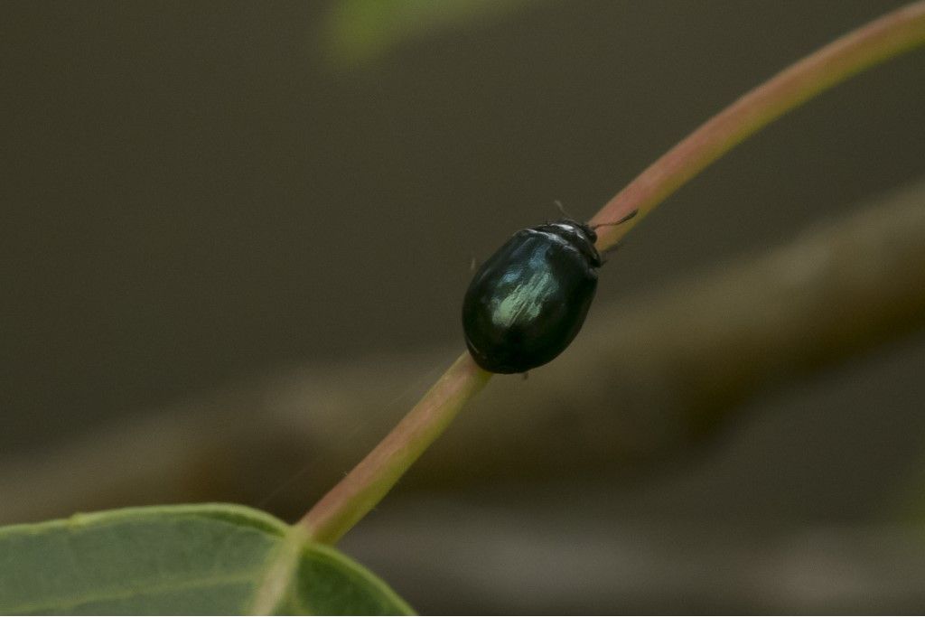 Chrysomelidae Plagiodera versicolora ? S