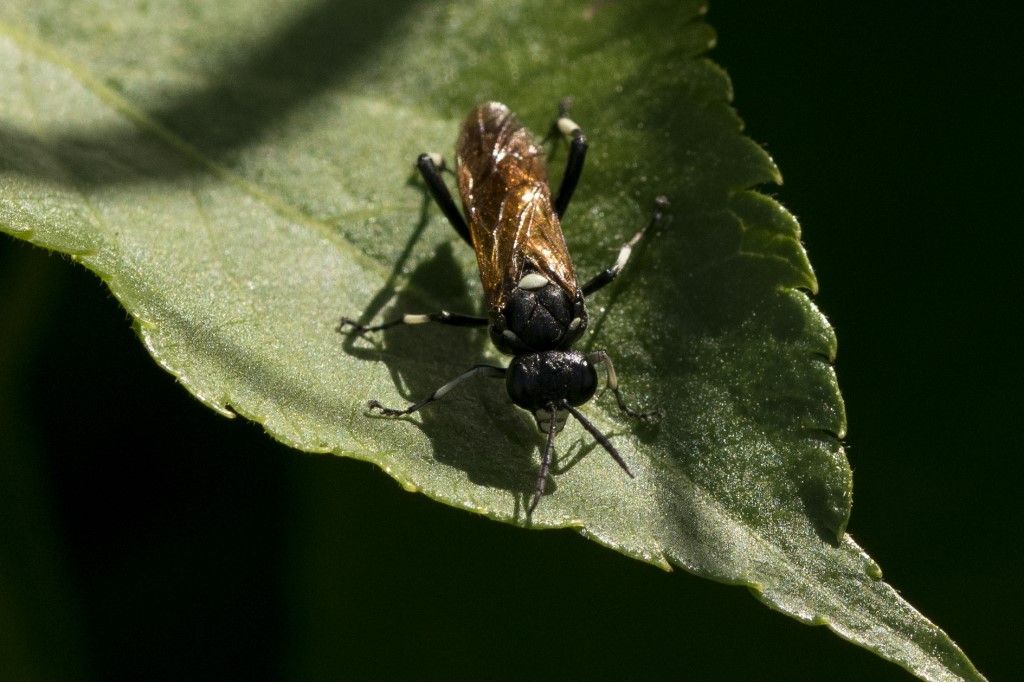 Tenthredinidae da determinare: Macrophya duodecimpunctata