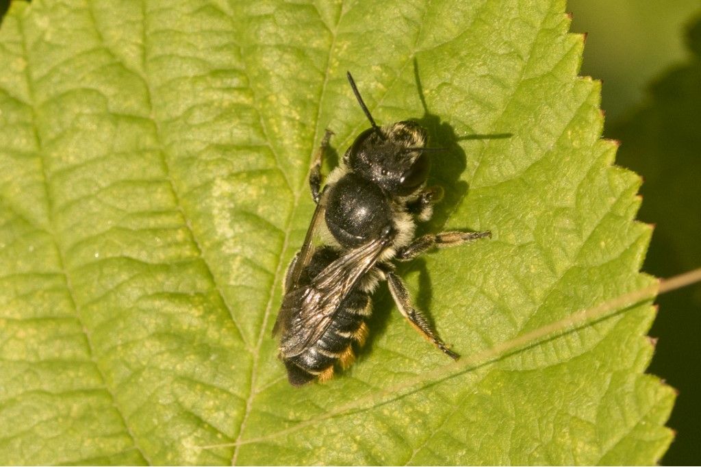 Possibile MEGACHILIDAE da identificare