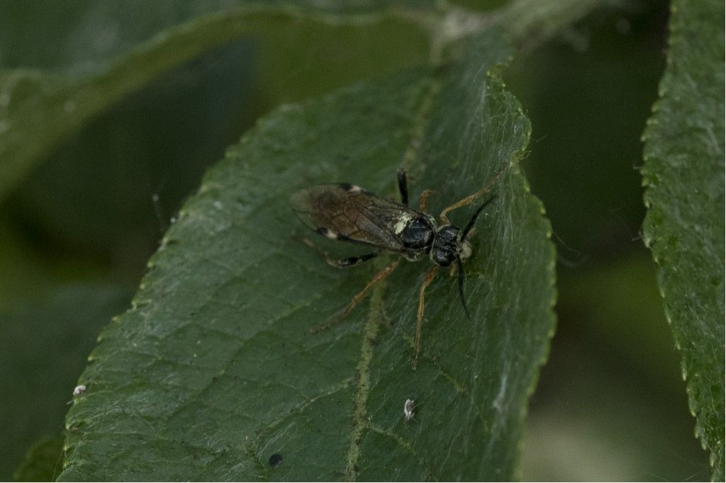 Tenthredinidae da determinare: Tenthredopsis sp.