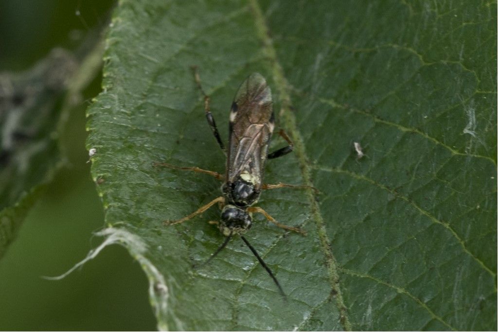 Tenthredinidae da determinare: Tenthredopsis sp.