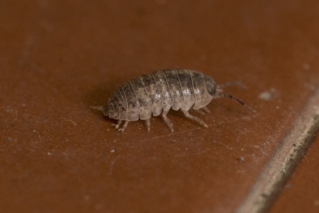 Isopoda: Armadillidium sp. ?