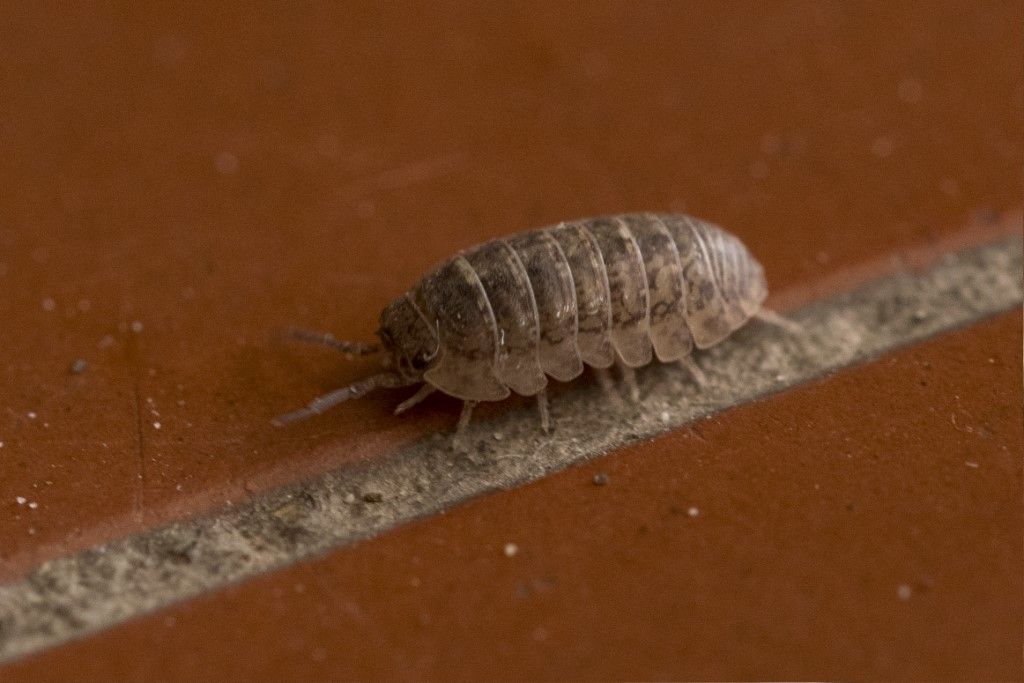 Isopoda: Armadillidium sp. ?