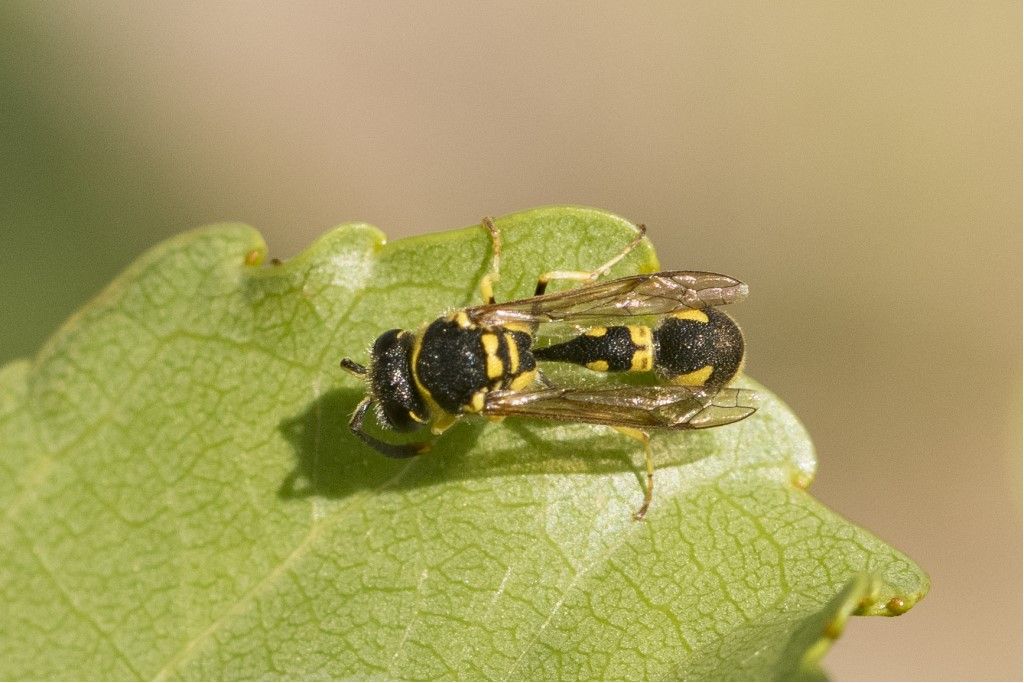 Vespidae Eumeninae; maschio di Eumenes mediterraneus
