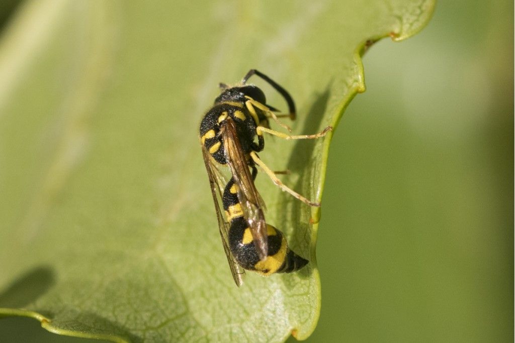 Vespidae Eumeninae; maschio di Eumenes mediterraneus