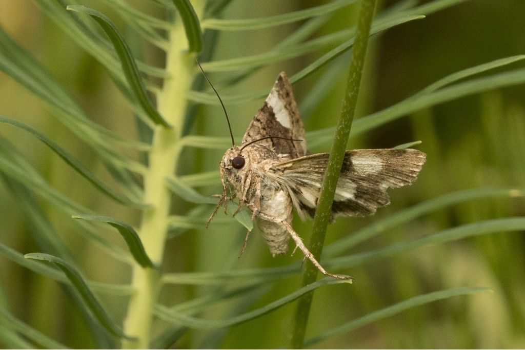 Tyta luctuosa (Noctuidae) da confermare