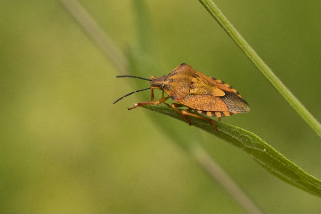 Carpocoris purpureipennis ?