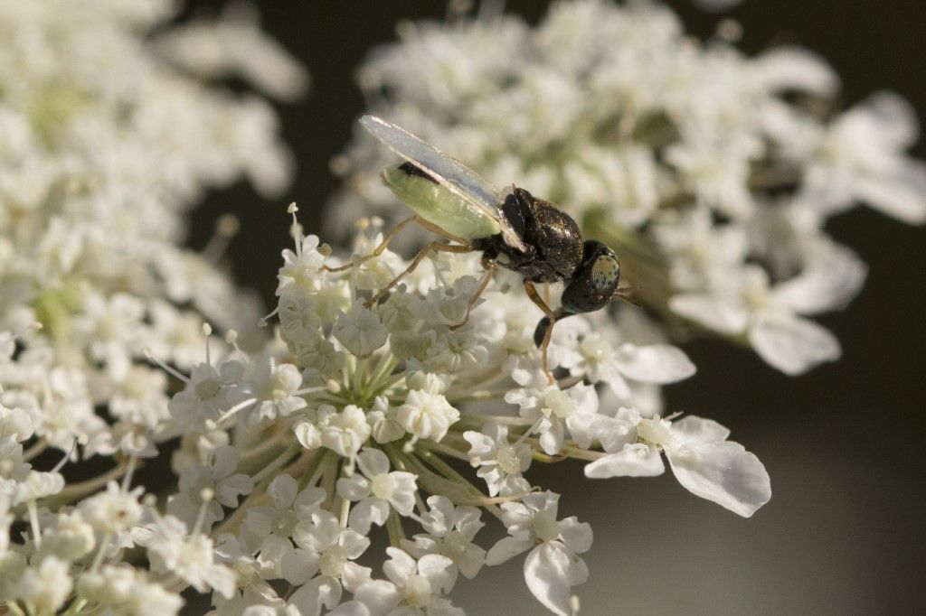 Stratiomyidae: Oplodontha viridula