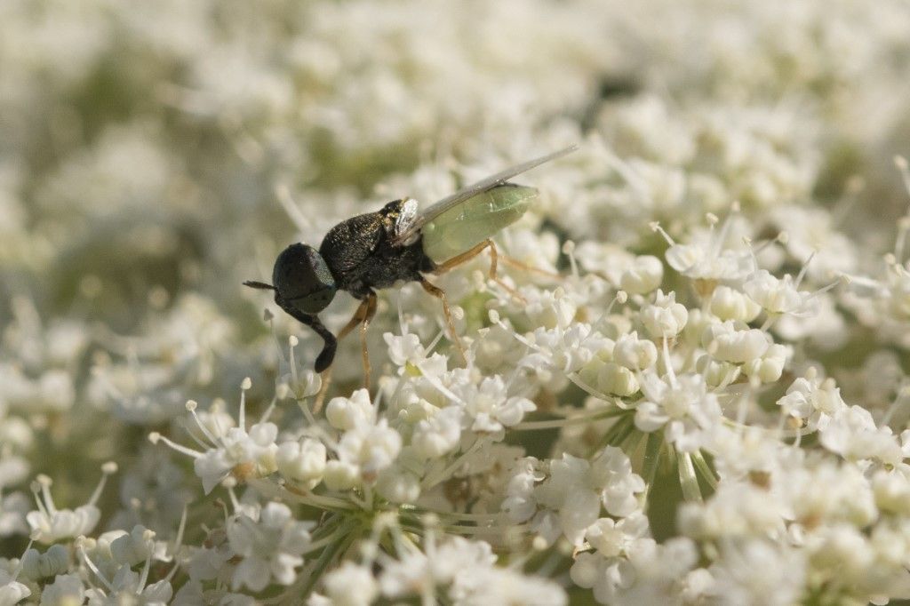 Stratiomyidae: Oplodontha viridula