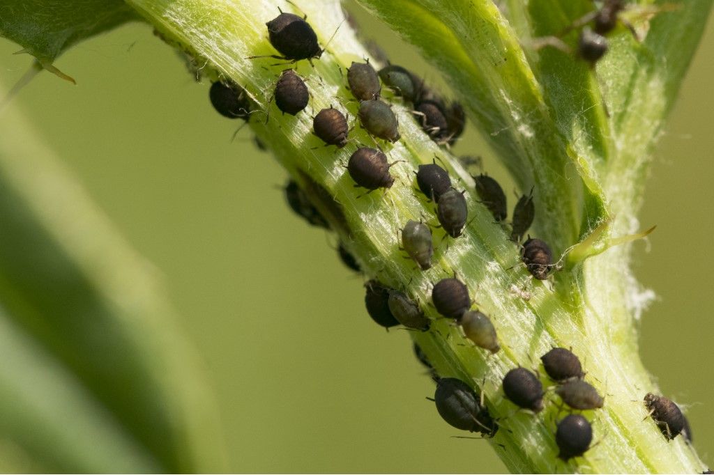 Afidi da determinare: Aphis sp.