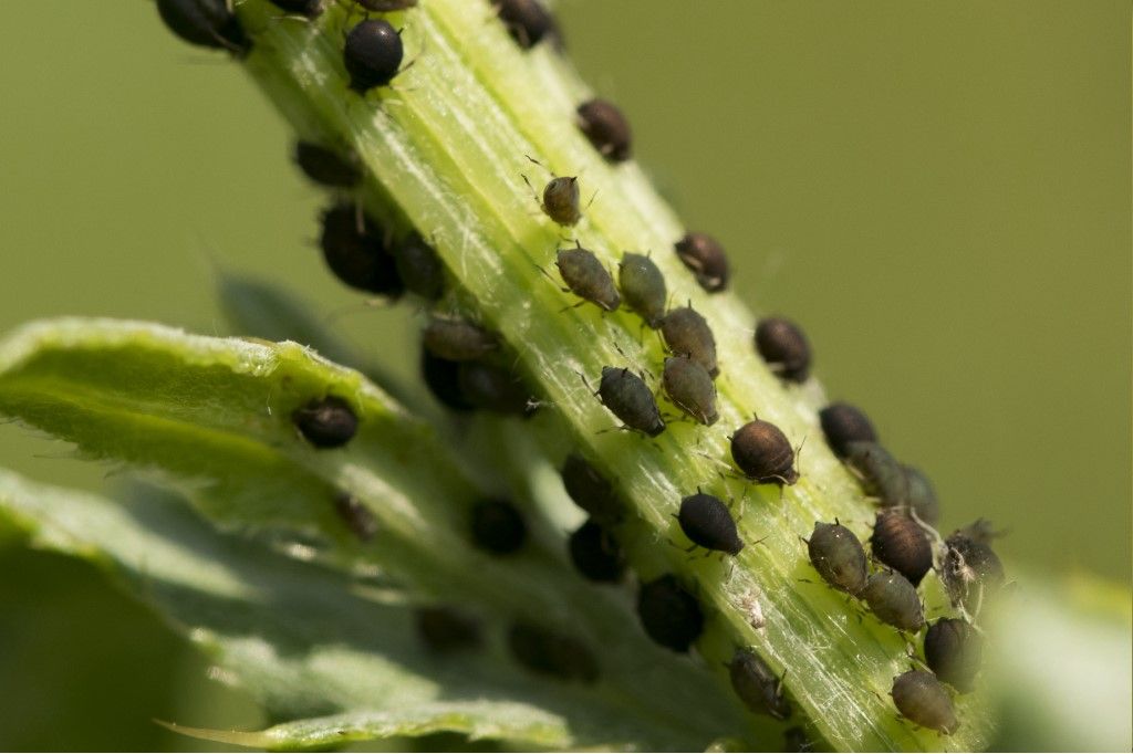 Afidi da determinare: Aphis sp.