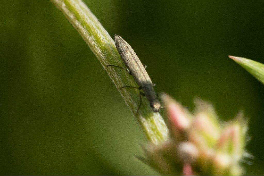 Dolichosoma lineare (Dasytidae)