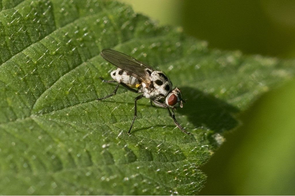 Anthomyiidae: Anthomyia cfr pluvialis, femmina