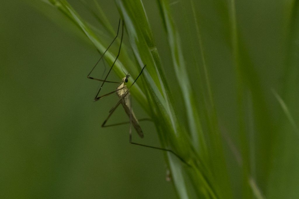 Limonidae sp. (cfr.)