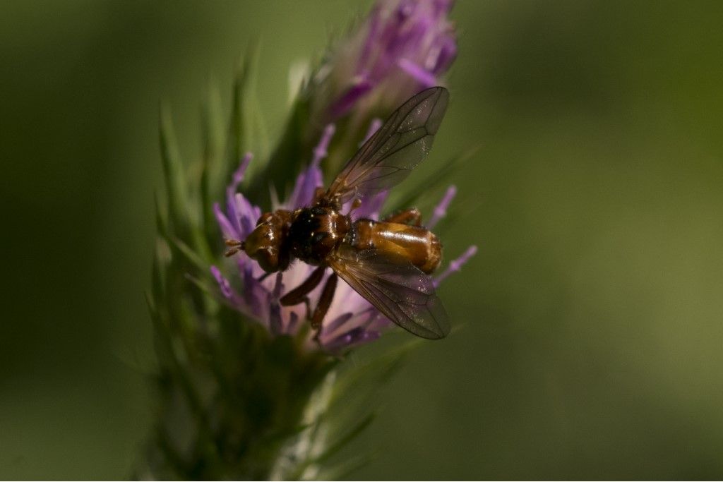 Conopidae: Sicus sp.