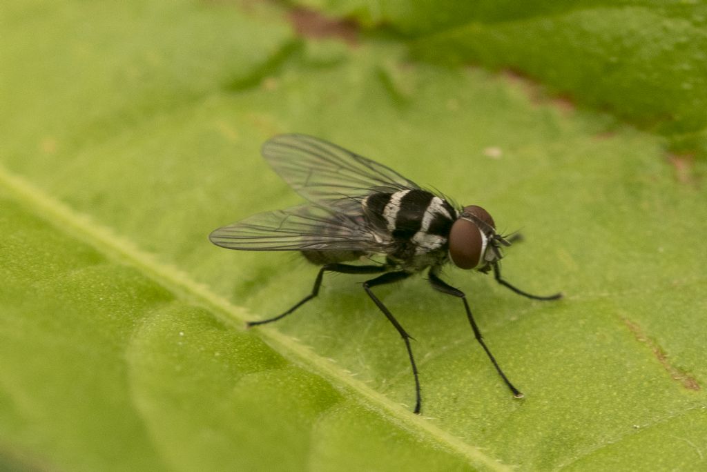 Limnophora obsignata (Muscidae)