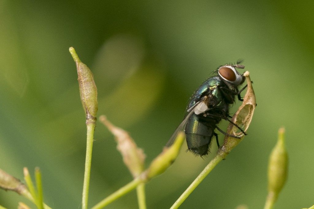 MUSCIDAE ? da determinare