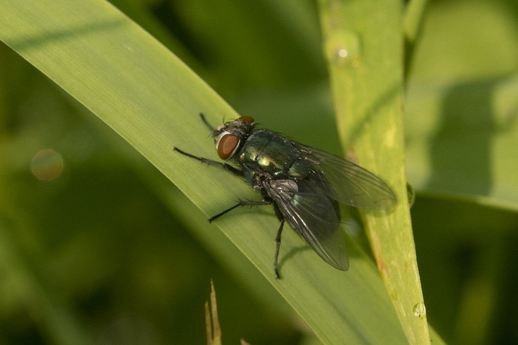 MUSCIDAE ? da determinare