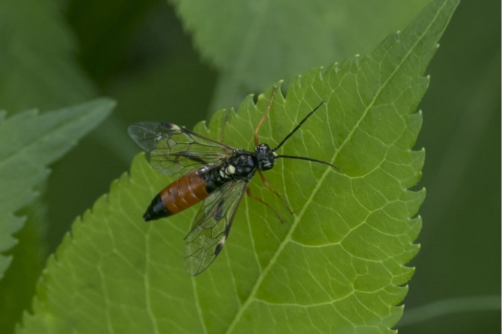 Tenthredinidae da determinare: Tenthredopsis sp.