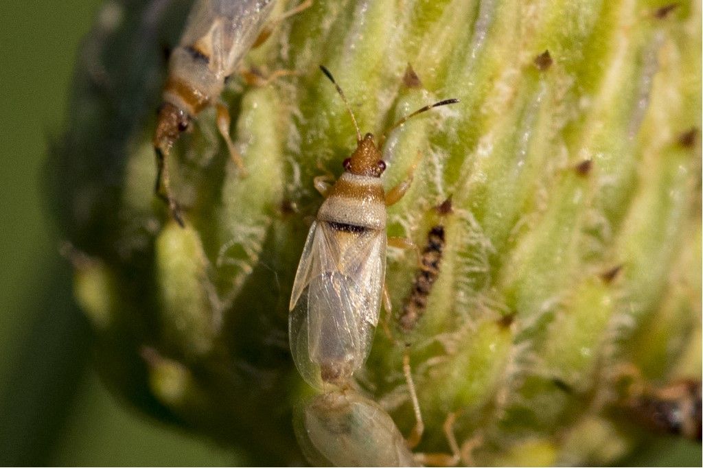 probabili neanidi di Heteroptera