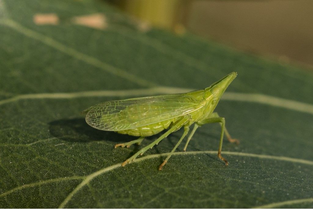 Epiptera europaea ? S, ma ora Dictyophara europaea ( Dictyopharidae).