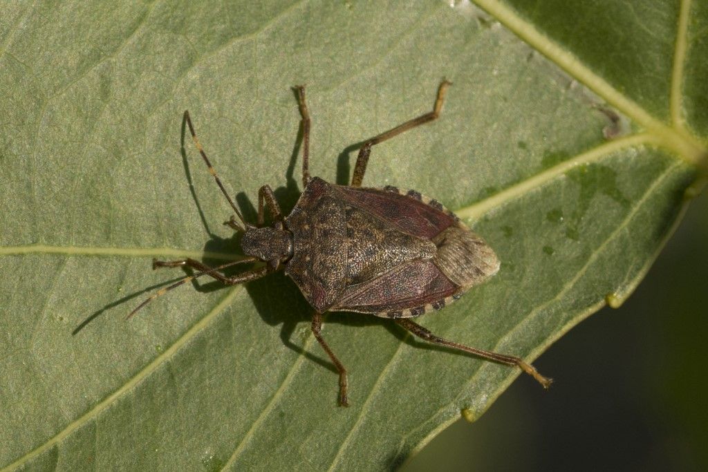 Pentatomidae: Halyomorpha halys ?  S�