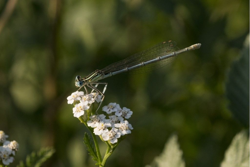 Platycnemis pennipes, femmina