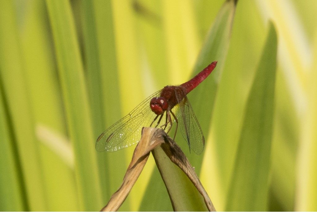 Larva e libellula da identificare