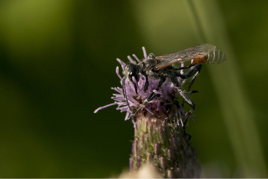 Sphecidae: maschio di Prionyx kirbii