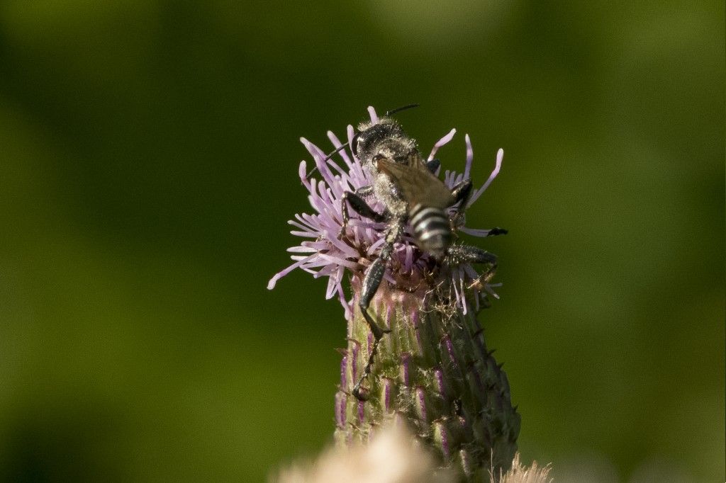 Sphecidae: maschio di Prionyx kirbii