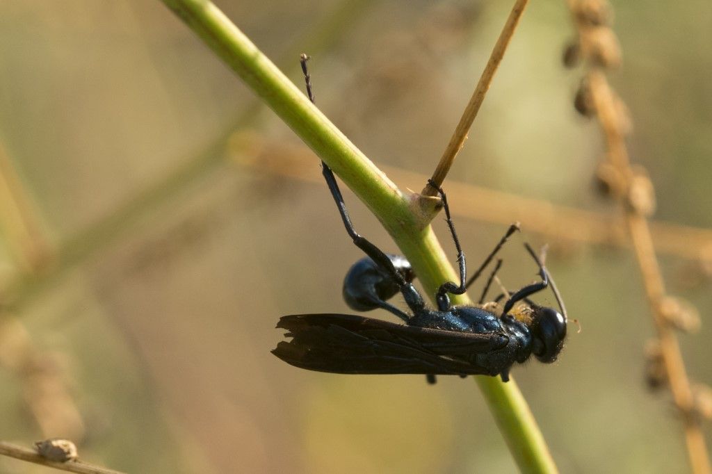 Sphecidae: femmina di Chalybion californicum