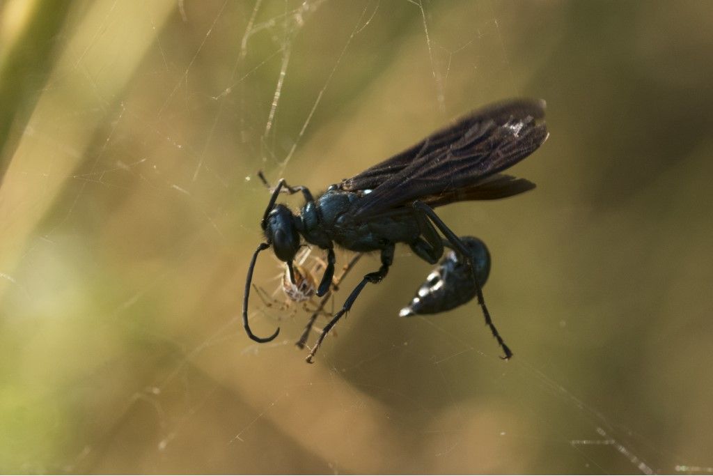 Sphecidae: femmina di Chalybion californicum