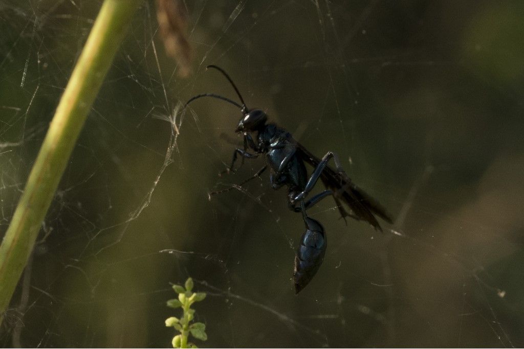 Sphecidae: femmina di Chalybion californicum