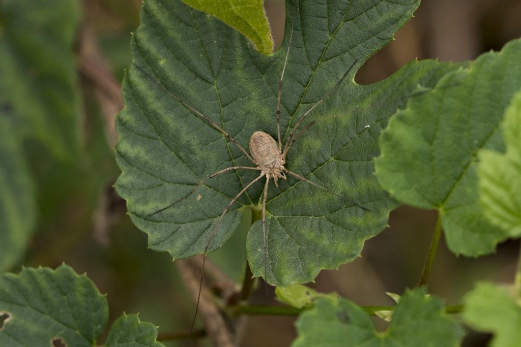 Phalangium opilio ♀ - Phalangiidae