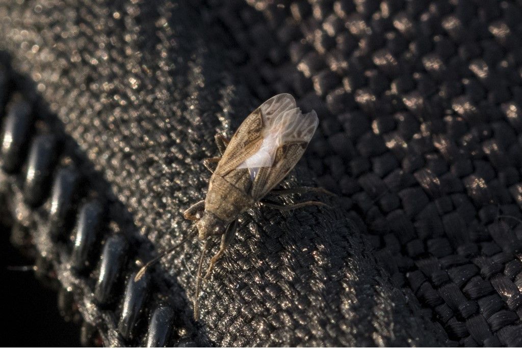 Aiuto per identificazione