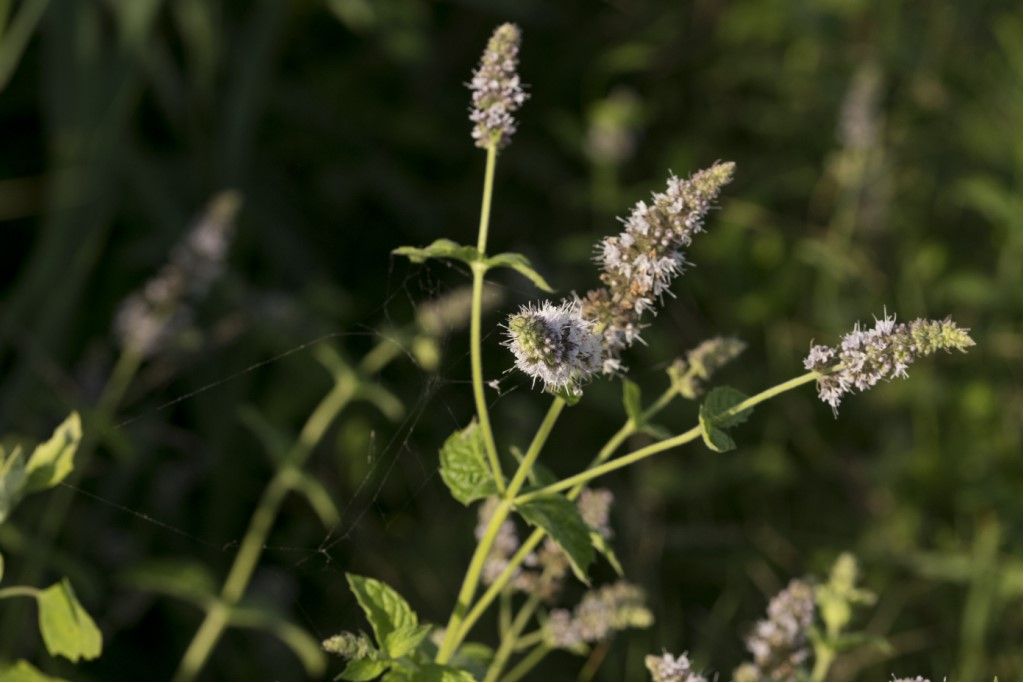 Menta spicata ? Mentha gr. spicata