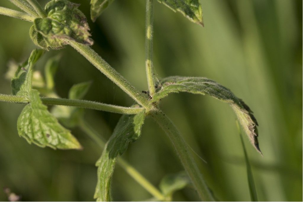 Menta spicata ? Mentha gr. spicata