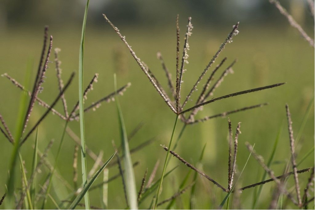 Cynodon dactylon  (Poaceae)