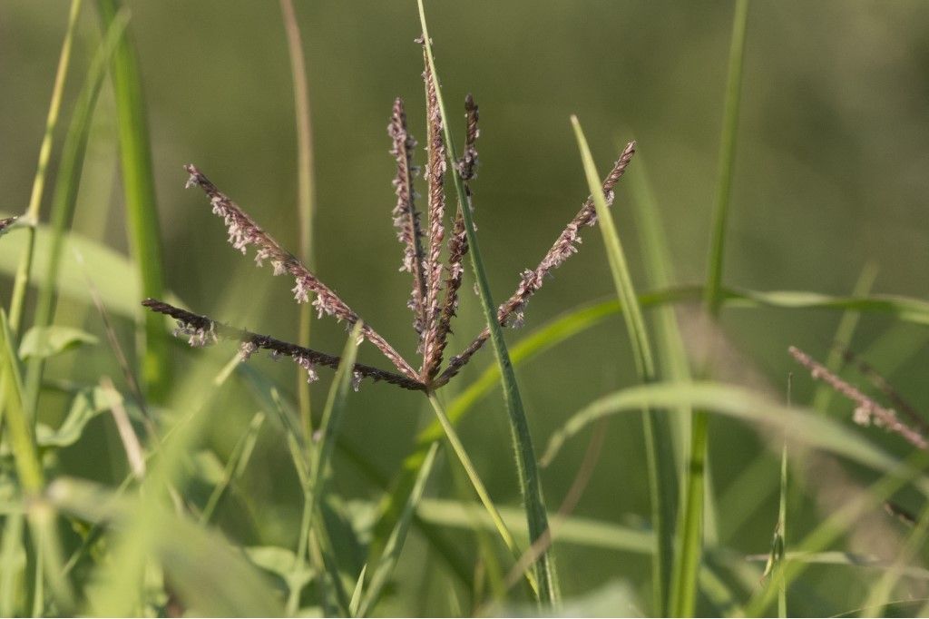 Cynodon dactylon  (Poaceae)