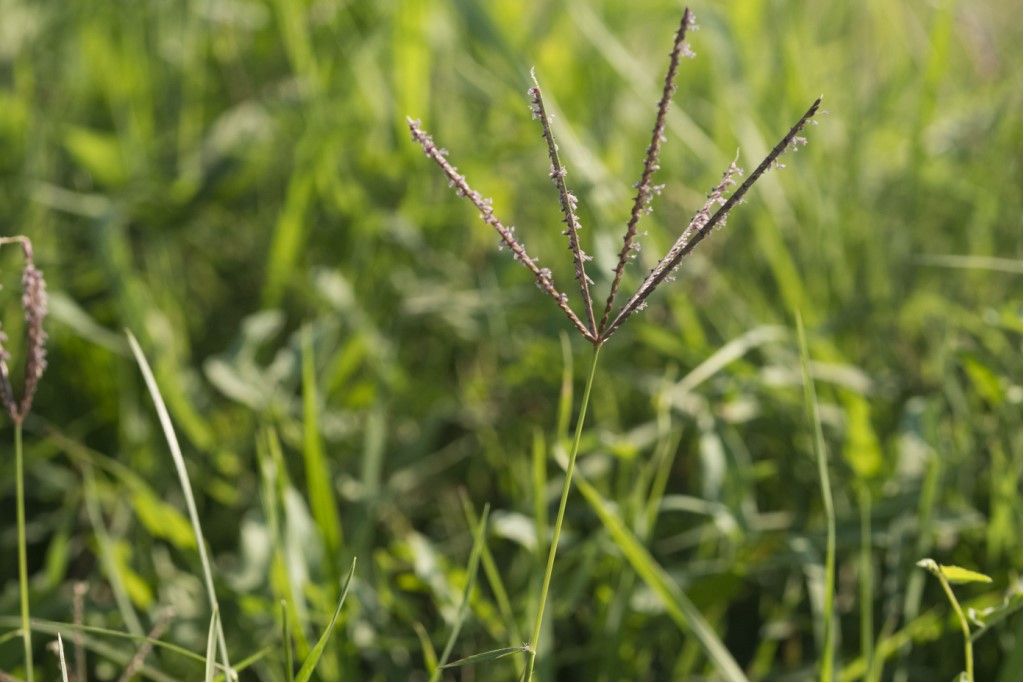 Cynodon dactylon  (Poaceae)