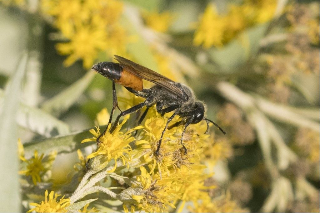 Sphecidae: maschio di Sphex funerarius