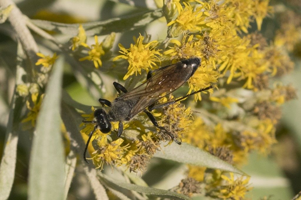 Sphecidae: maschio di Sphex funerarius