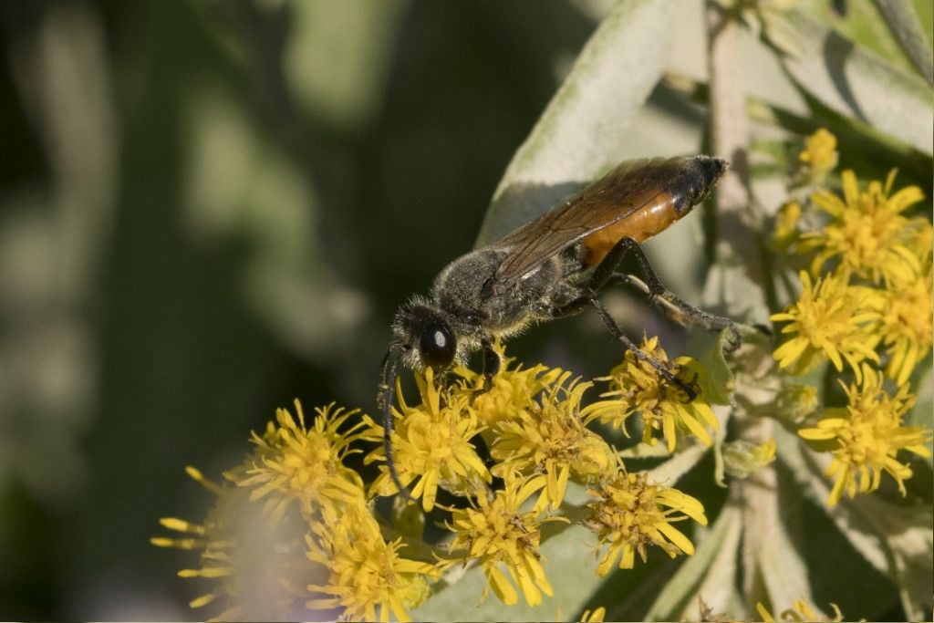 Sphecidae: maschio di Sphex funerarius