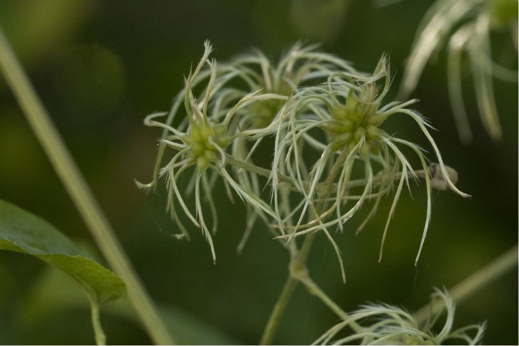 Clematis vitalba e Hedera helix